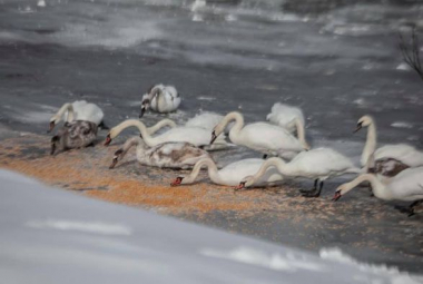 Волонтери зібрали тисячі гривень на порятунок лебедів у Чернівцях