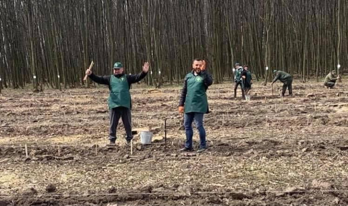 Близько сотні дубів висадили у Кельменецькому лісництві поблизу села Бурдюг