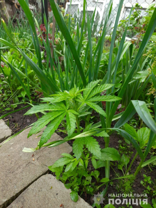 Понад 500 рослин коноплі: на Буковині затримали наркодилерів