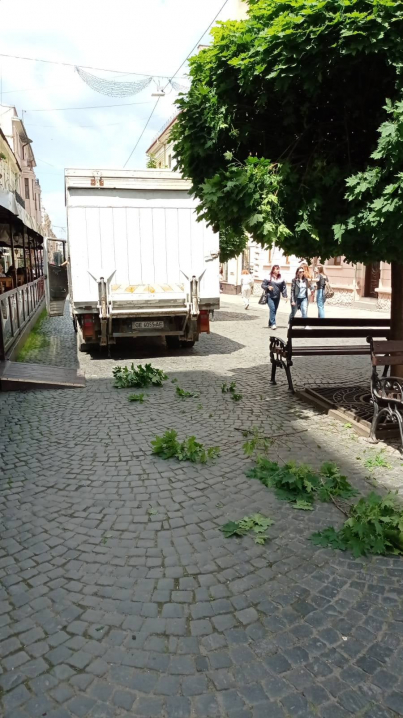 На вулиці О.Кобилянської вантажівка зламала кулястий клен На вулиці О.Кобилянської вантажівка зламала кулястий клен