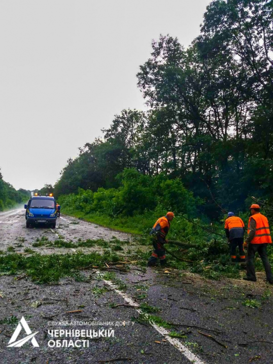 Негода на Буковині повалила дерева на автошляхах (ФОТО)