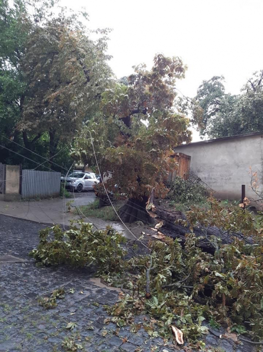 На Садовського, 7 впали дерева після непогоди: люди своїми силами розчищають дорогу