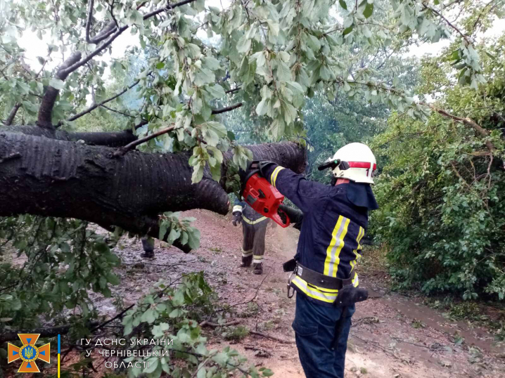 На Буковині негода повалила понад півсотні дерев: найбільше рятувальники працювали у Чернівцях