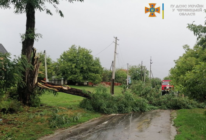 На Буковині негода повалила понад півсотні дерев: найбільше рятувальники працювали у Чернівцях