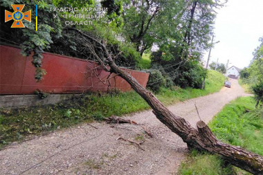 У Чернівцях старе дерево обірвало дроти і впало на дорогу
