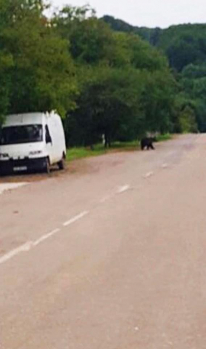 По гриби не підеш: у селі Валя Кузьмина помітили блукаючого ведмедя