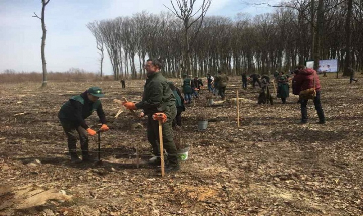 На Буковині лісівники висадили ще мільйон нових деревцят