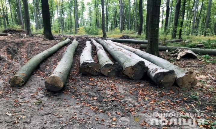 На Буковині відкрили кримінальні провадження за незаконні вирубування дерев на чверть мільйона гривень 