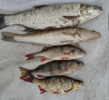 На Буковині чоловіки, які ловили рибу сіткою, завдали збитків на понад 13 тисяч гривень