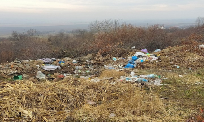 На Буковині мешканці села Горбівці на сміттєзвалищі виявили труп свині