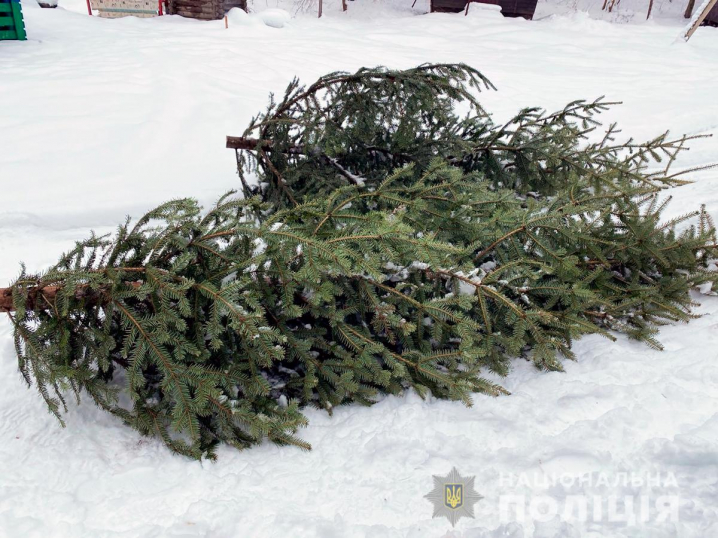 На Буковині чоловік під виглядом гілок перевозив в авто понад 80 ялинок