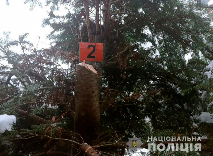 На Буковині чоловік під виглядом гілок перевозив в авто понад 80 ялинок
