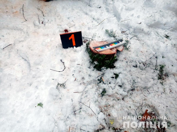 На Буковині чоловік під виглядом гілок перевозив в авто понад 80 ялинок