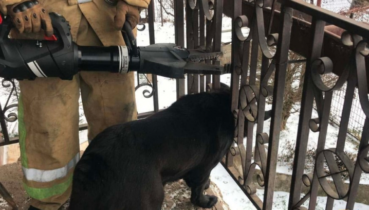 У Чернівцях працівники ДСНС врятували собаку, який застряг в огорожі балкону