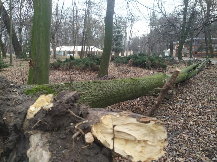 Буревій вирвав з коренем дерево у центральному парку ім. Т. Шевченка