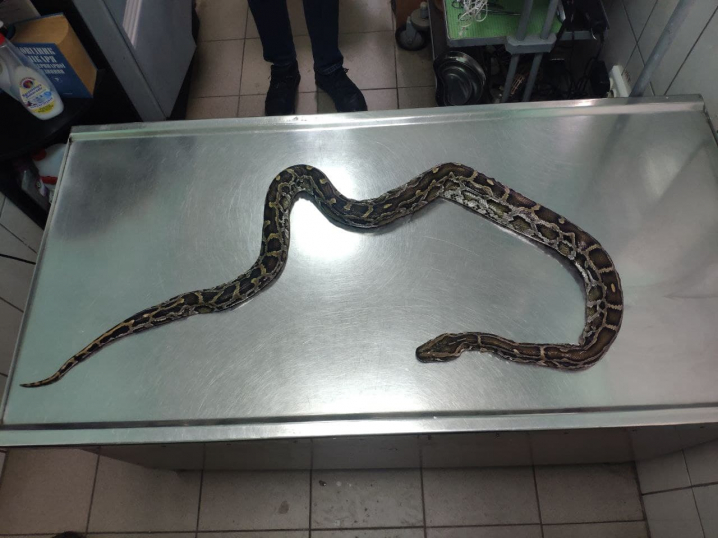 Змія мертва: деталі про плазуна, якого сьогодні знайшли у Чернівцях(фото)