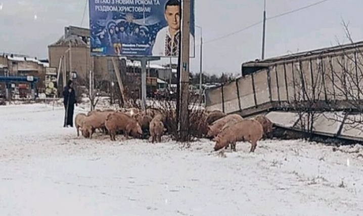 На Тернопільщині перекинулася фура з двома сотнями поросят