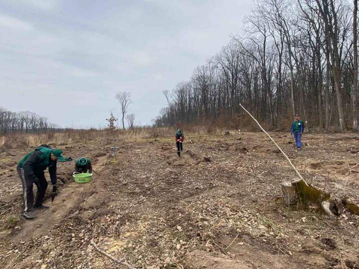 На Буковині стартувала весняна лісокультурна кампанія