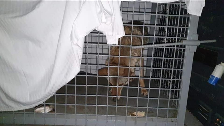 До Румунії евакуювали ведмедя та вовчицю, які проживали у приватному комплексі на Буковині До Румунії евакуювали ведмедя та вовчицю, які проживали у приватному комплексі на Буковині