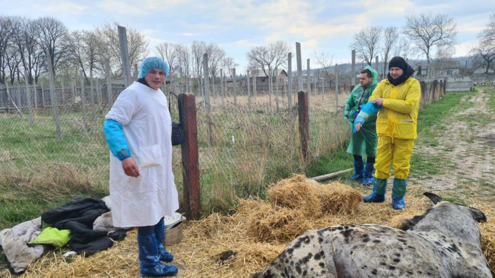 Вмирав у жахливих муках: під Чернівцями у кінному клубі помер цирковий кінь Вмирав у жахливих муках: під Чернівцями у кінному клубі помер цирковий кінь