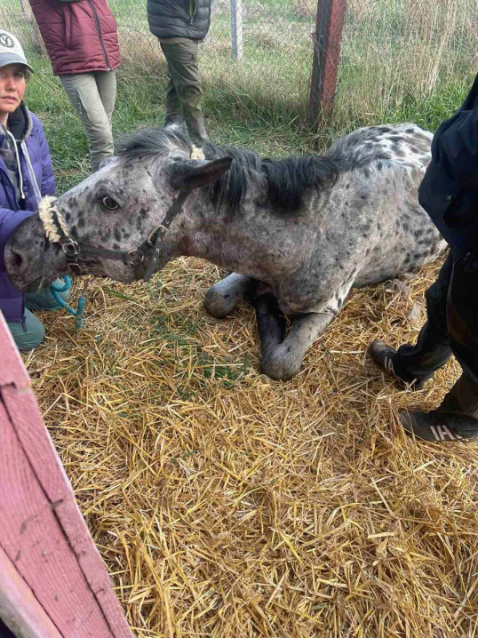 Вмирав у жахливих муках: під Чернівцями у кінному клубі помер цирковий кінь Вмирав у жахливих муках: під Чернівцями у кінному клубі помер цирковий кінь