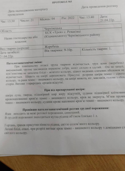 Вмирав у жахливих муках: під Чернівцями у кінному клубі помер цирковий кінь Вмирав у жахливих муках: під Чернівцями у кінному клубі помер цирковий кінь