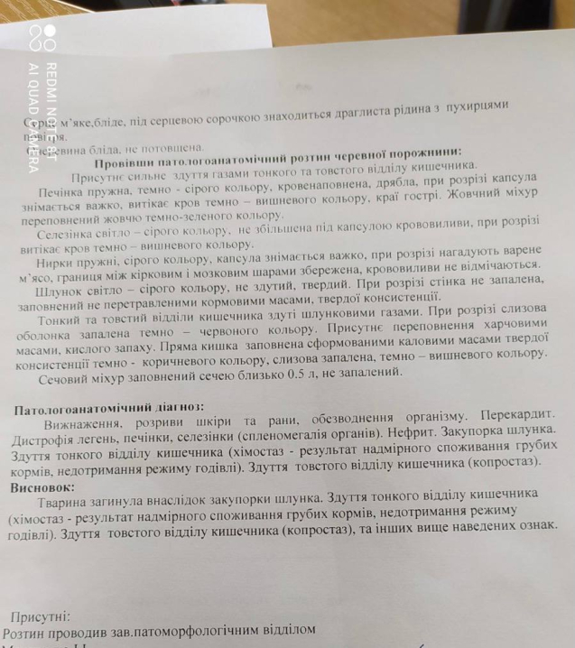 Вмирав у жахливих муках: під Чернівцями у кінному клубі помер цирковий кінь Вмирав у жахливих муках: під Чернівцями у кінному клубі помер цирковий кінь