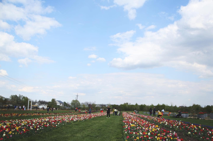 Висаджено три мільйони квітів: у селі під Чернівцями триває виставка тюльпанів