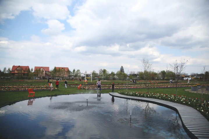 Висаджено три мільйони квітів: у селі під Чернівцями триває виставка тюльпанів