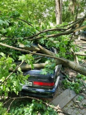 У Чернівцях впало дерево на припарковані автомобілі