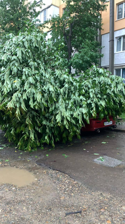 У Чернівцях під час негоди дерево потрощило автівку
