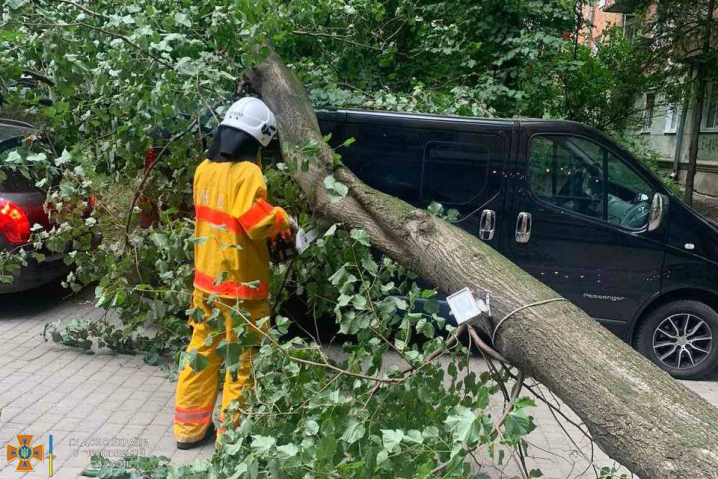 У Чернівцях через сильні пориви вітру дерево впало на мікроавтобус