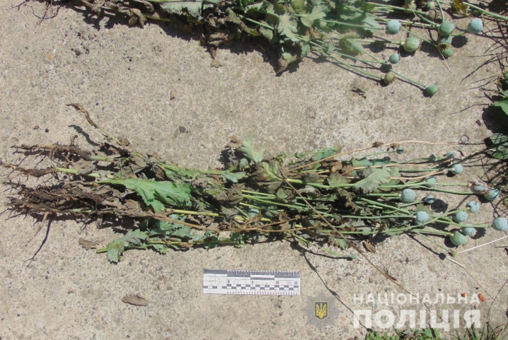 Поліція Буковини протидіє незаконному обігу наркотиків Поліція Буковини протидіє незаконному обігу наркотиків