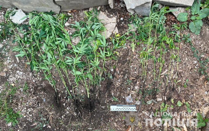 Поліцейські виявили двох буковинців, які вдома вирощували коноплі