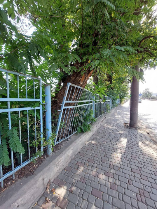 У Чернівцях на вулиці Гагаріна аварійне дерево може впасти на тротуар та проїжджу частину