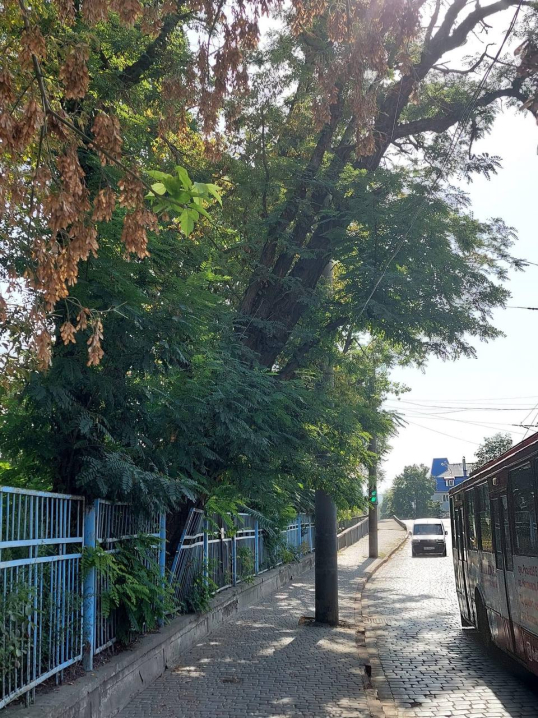 У Чернівцях на вулиці Гагаріна аварійне дерево може впасти на тротуар та проїжджу частину
