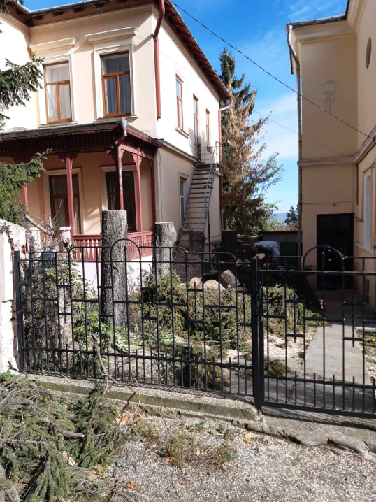 Зелентрест вирубав історичні ялинки біля Чернівецького університету