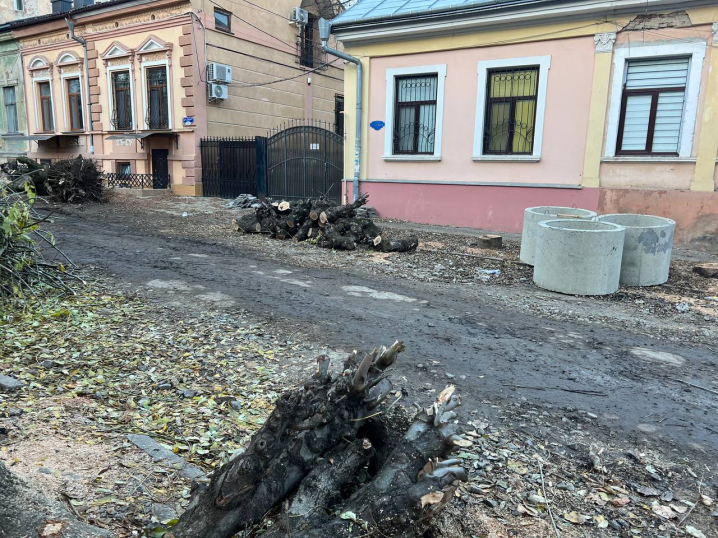 У Чернівцях на вулиці Горького поспилювали алею дерев