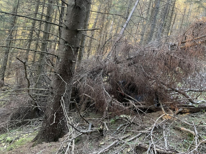 На Буковині прикордонники виявили схованку з контрабандними сигаретами На Буковині прикордонники виявили схованку з контрабандними сигаретами