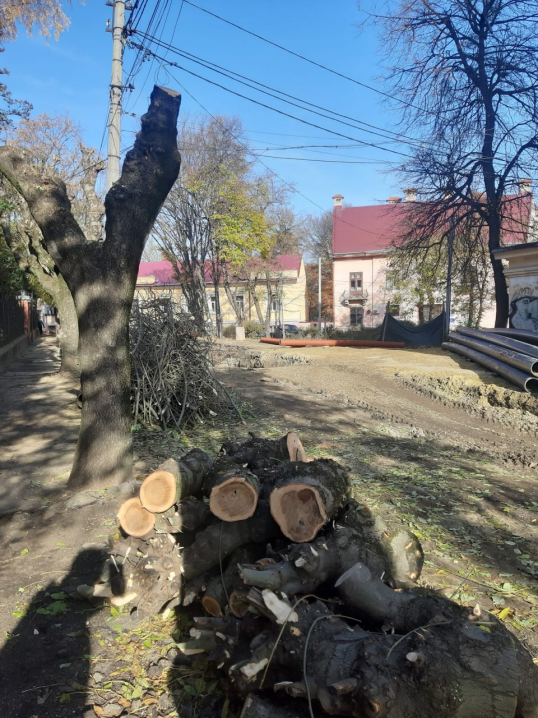 З Чернівців зробили лісопильню: у місті продовжують нищити здорові дерева