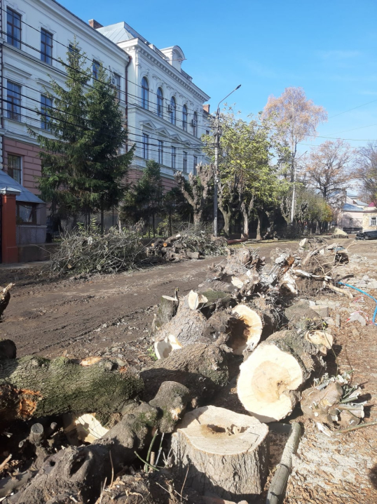 З Чернівців зробили лісопильню: у місті продовжують нищити здорові дерева