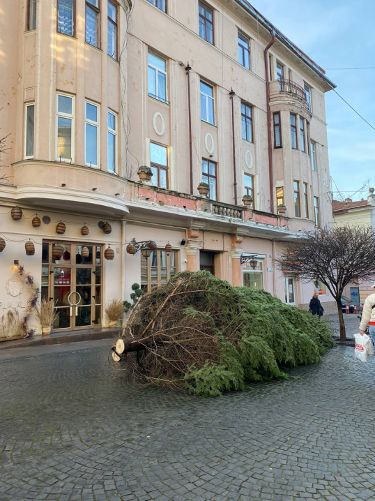 У Чернівцях на Кобилянської встановлять новорічну ялинку