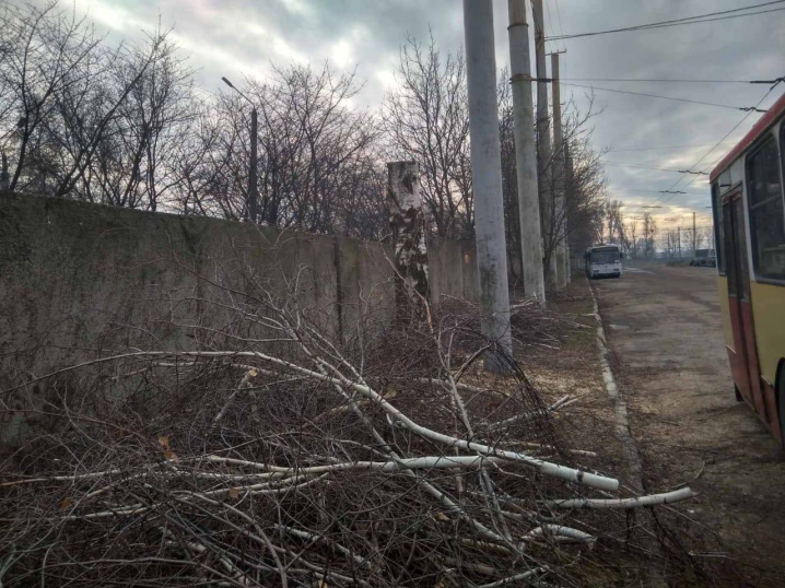 На території ЧТУ спиляли дерева: вірогідно, на дрова, як у дитячій лікарні