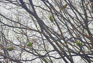 У Чернівцях на Сторожинецькій оселився десяток великих зелених папуг