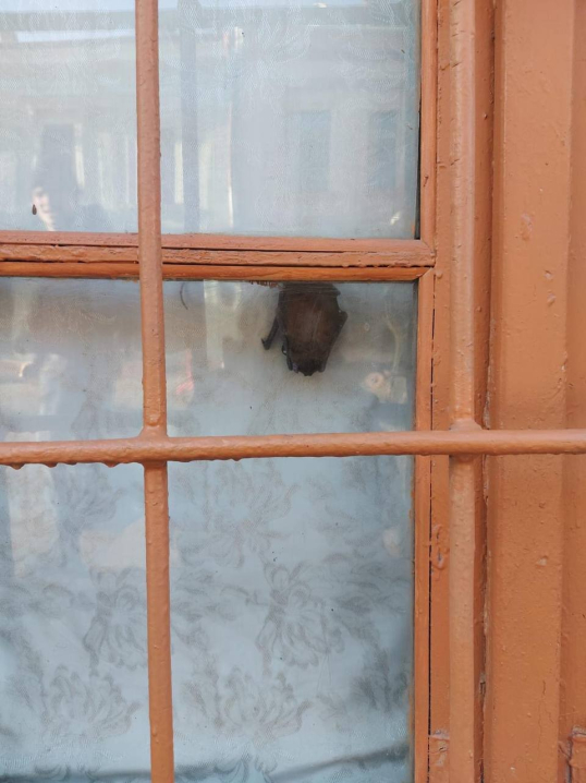 У Чернівцях кажани у краєзнавчому музеї на Кобилянської стали живими експонатами У Чернівцях кажани у краєзнавчому музеї на Кобилянської стали живими експонатами