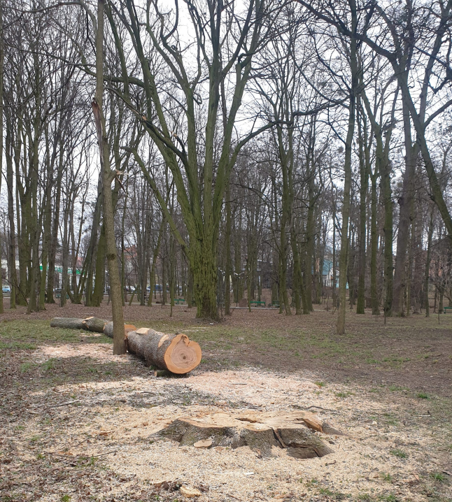 У Чернівцях в парку Шевченка почали вирубувати дерева