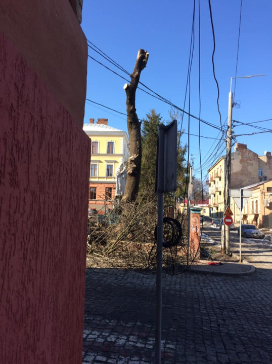 У центрі Чернівців комунальники знову нищать дерева