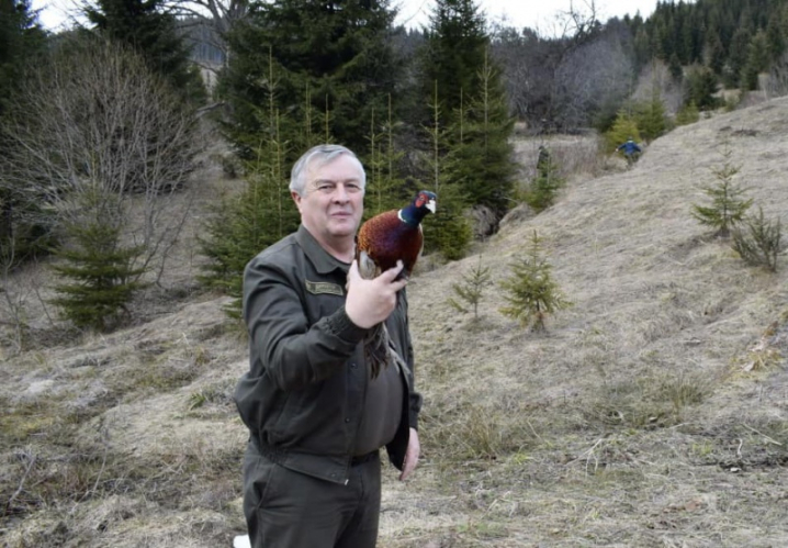 У лісах Путильщини вперше випустили понад 70 фазанів 