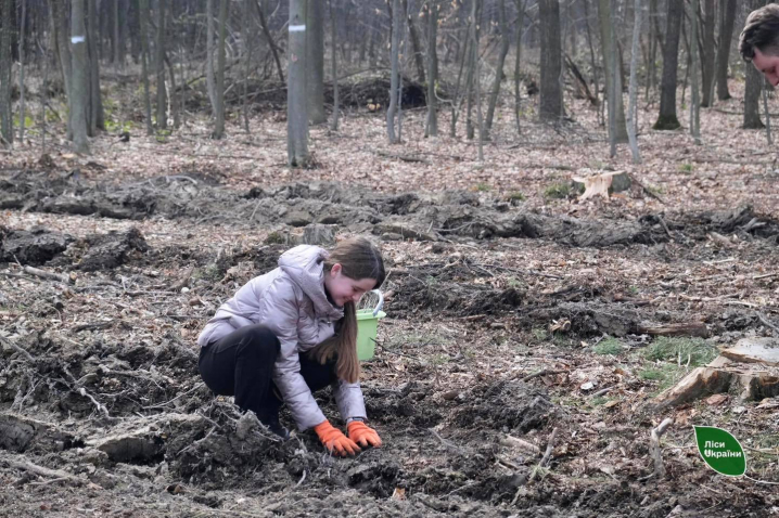На Буковині у рамках весняної лісокультурної кампанії висадили 94 тисячі молодих дерев