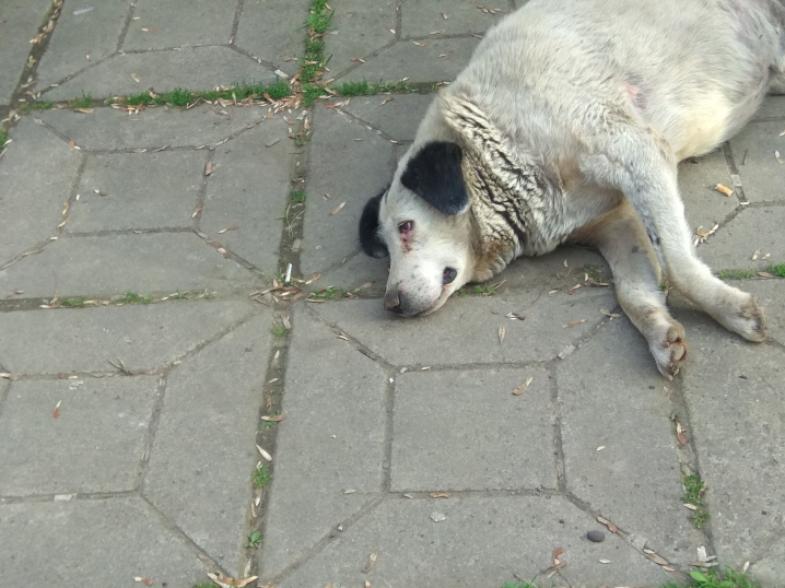 Живіт роздутий та важко дихає: небайдужих просять допомогти врятувати собаку, який лежить на Комарова